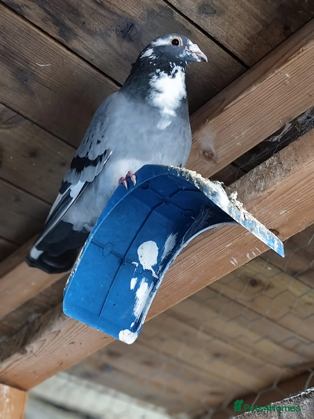 Pigeons birds for sale: Pigeons for sale in Bradford - Advert 2