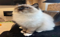 Ragdoll cats for sale: ✨Ragdoll Kittens Available – European Lines ✨ - Image 33