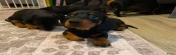 Dachshund dogs for sale: Beautiful black and tan Daschund puppies. - Advert 10