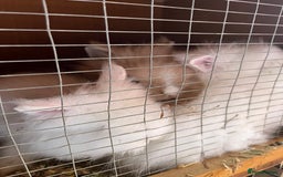Lionhead rabbits for sale: 2 boys rabbits w blue eyes left to purchase  - Image 4