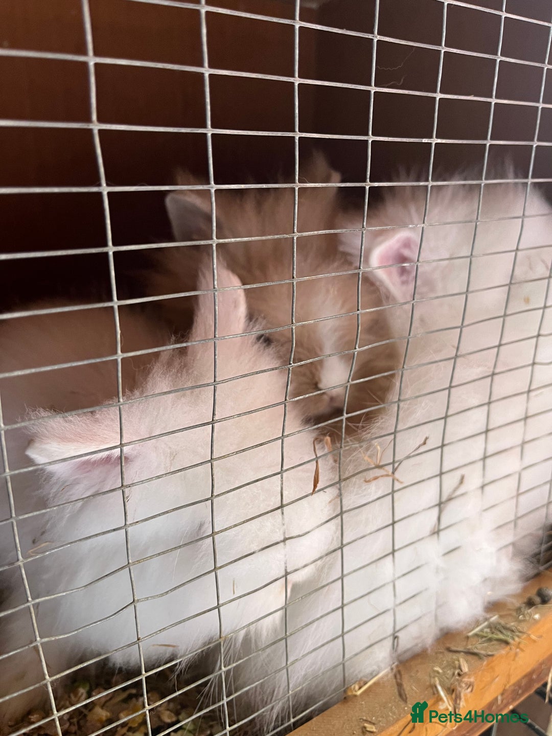 Lionhead rabbits for sale: 2 boys rabbits w blue eyes left to purchase  - Image 4