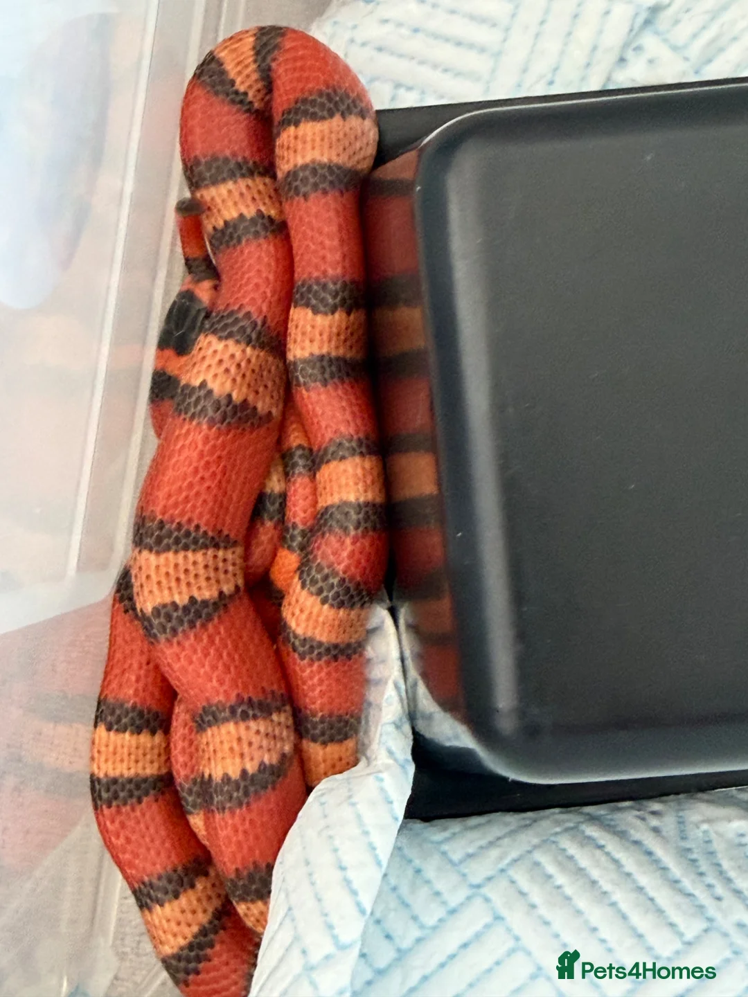 Monitor reptiles for sale: 2:1 Honduran Milksnakes - Advert 6