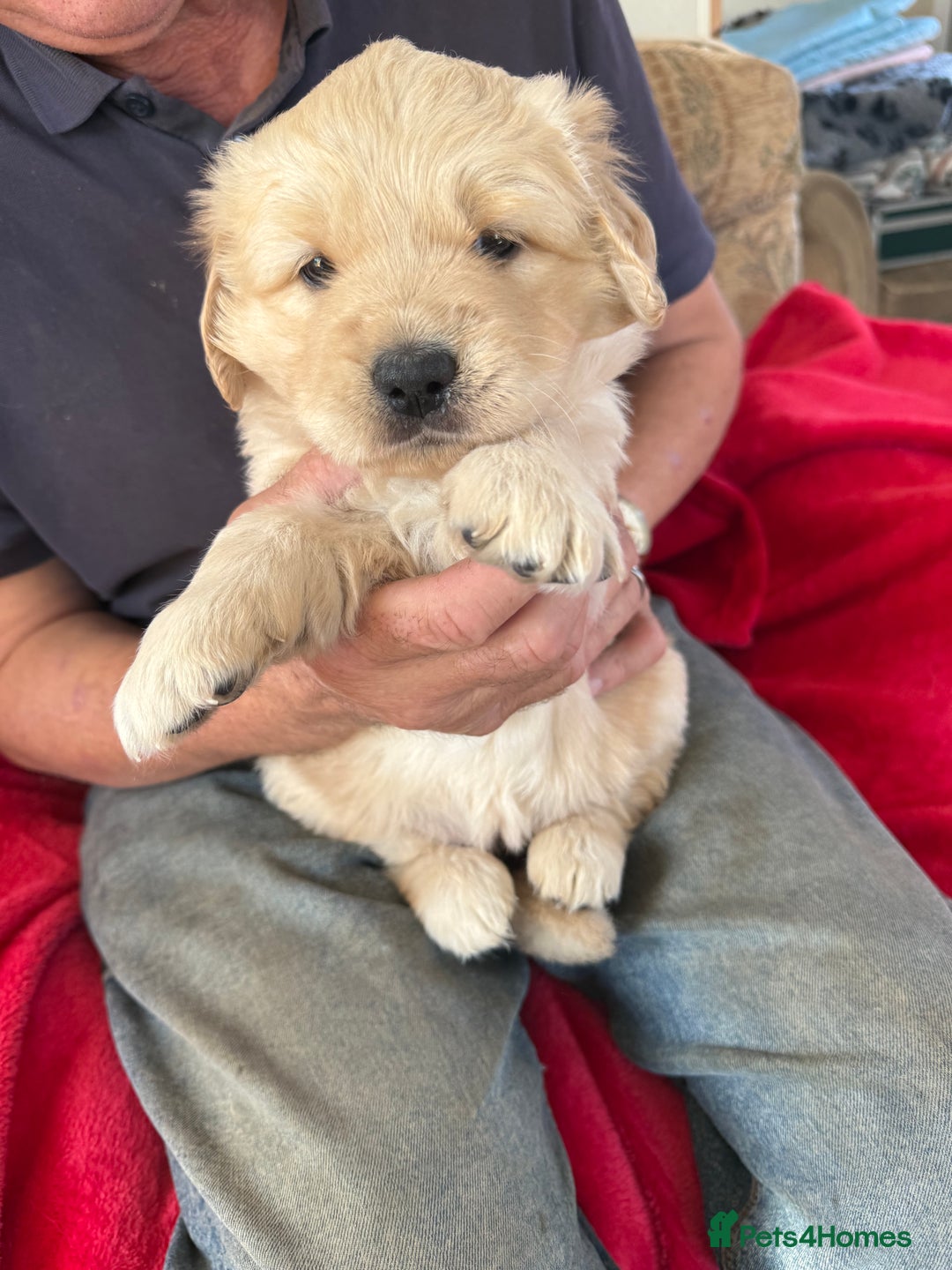 Golden Retriever dogs for sale: Stunning chunky golden retriever puppies  - Image 4