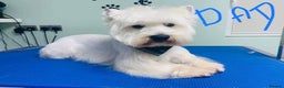 West Highland Terrier dogs for sale: West Highland  White Terrier Puppies  - Advert 11