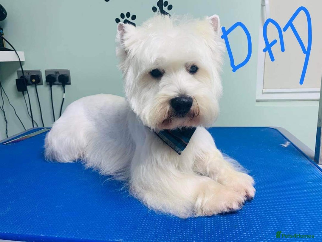 West Highland Terrier dogs for sale: West Highland  White Terrier Puppies  - Image 7