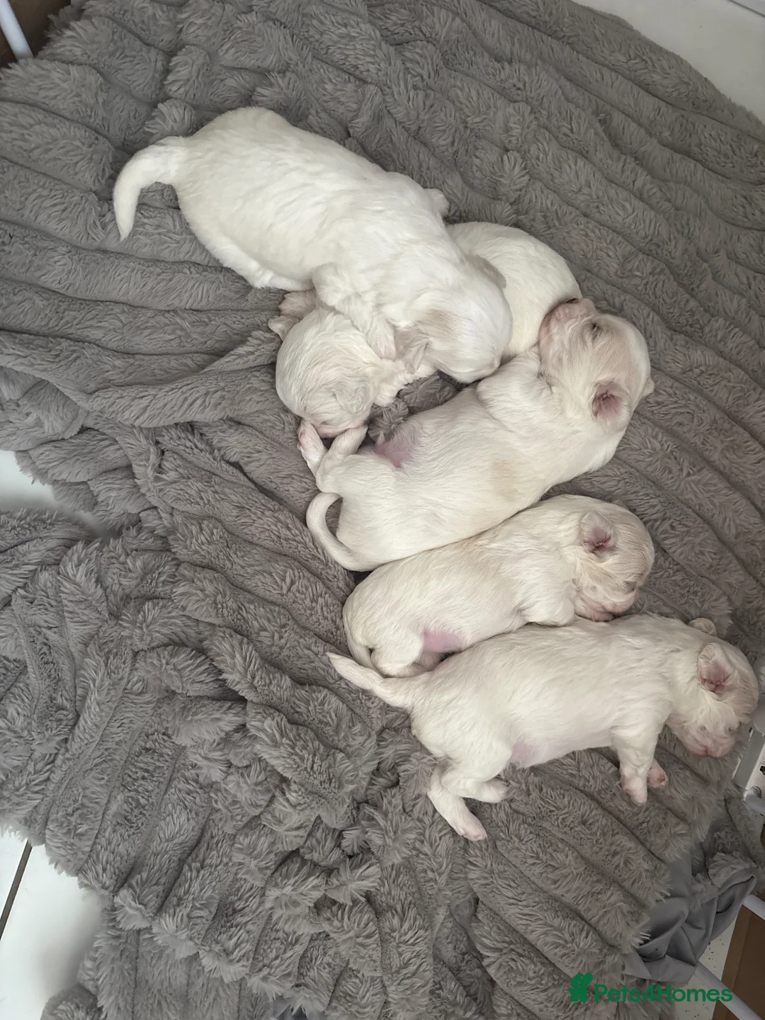 Mixed Breed dogs for sale: Maltese mix Bichon Frise - Advert 2