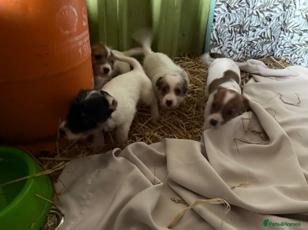 Jack Russell dogs - Advert 1