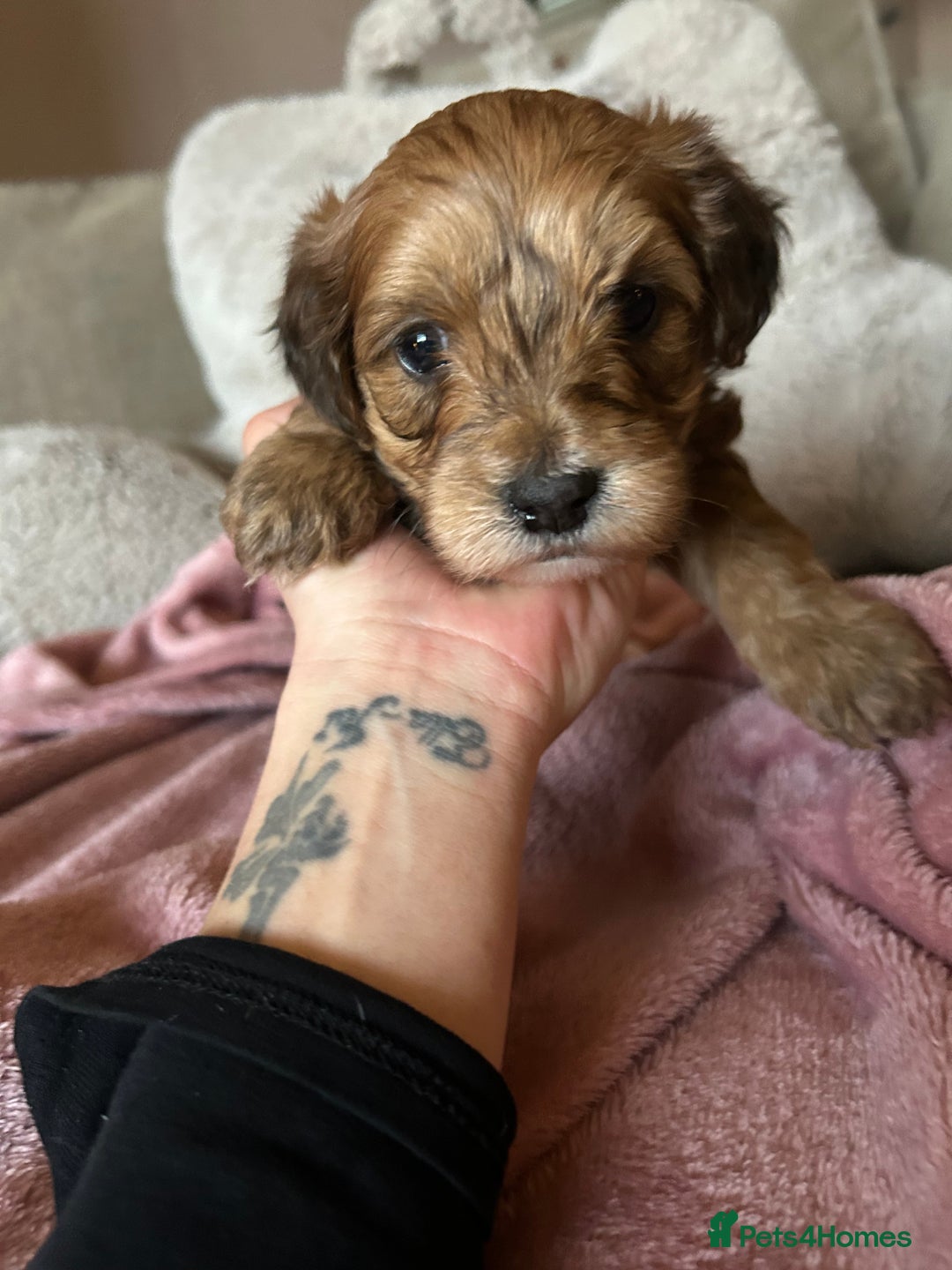 Maltipoo dogs for sale: Stunning maltipoos  - Advert 9