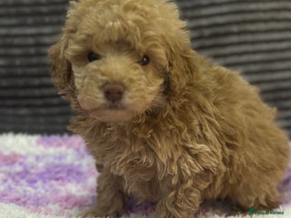 Toy Poodle dogs Tiny toy poodle boys - Advert 7