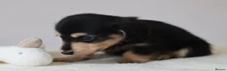 Miniature Dachshund dogs for sale: 5*Licensed+KCreg+PRAClear+Vetchecked+BLACK&CREAM - Advert 17