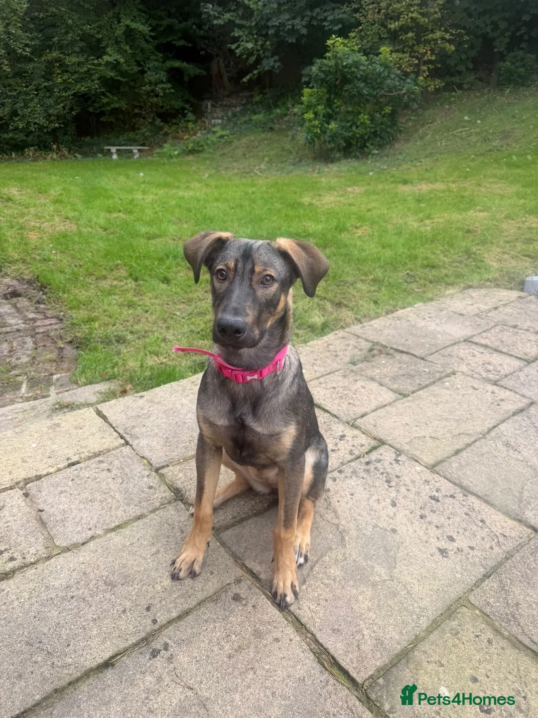 Mixed Breed dogs for adoption: Elora 🌸 in Saint Leonards-on-sea - Advert 2
