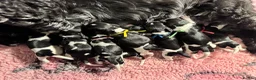 Cocker Spaniel dogs for sale: Outstanding Show Type Cocker Spaniel puppies  - Advert 4