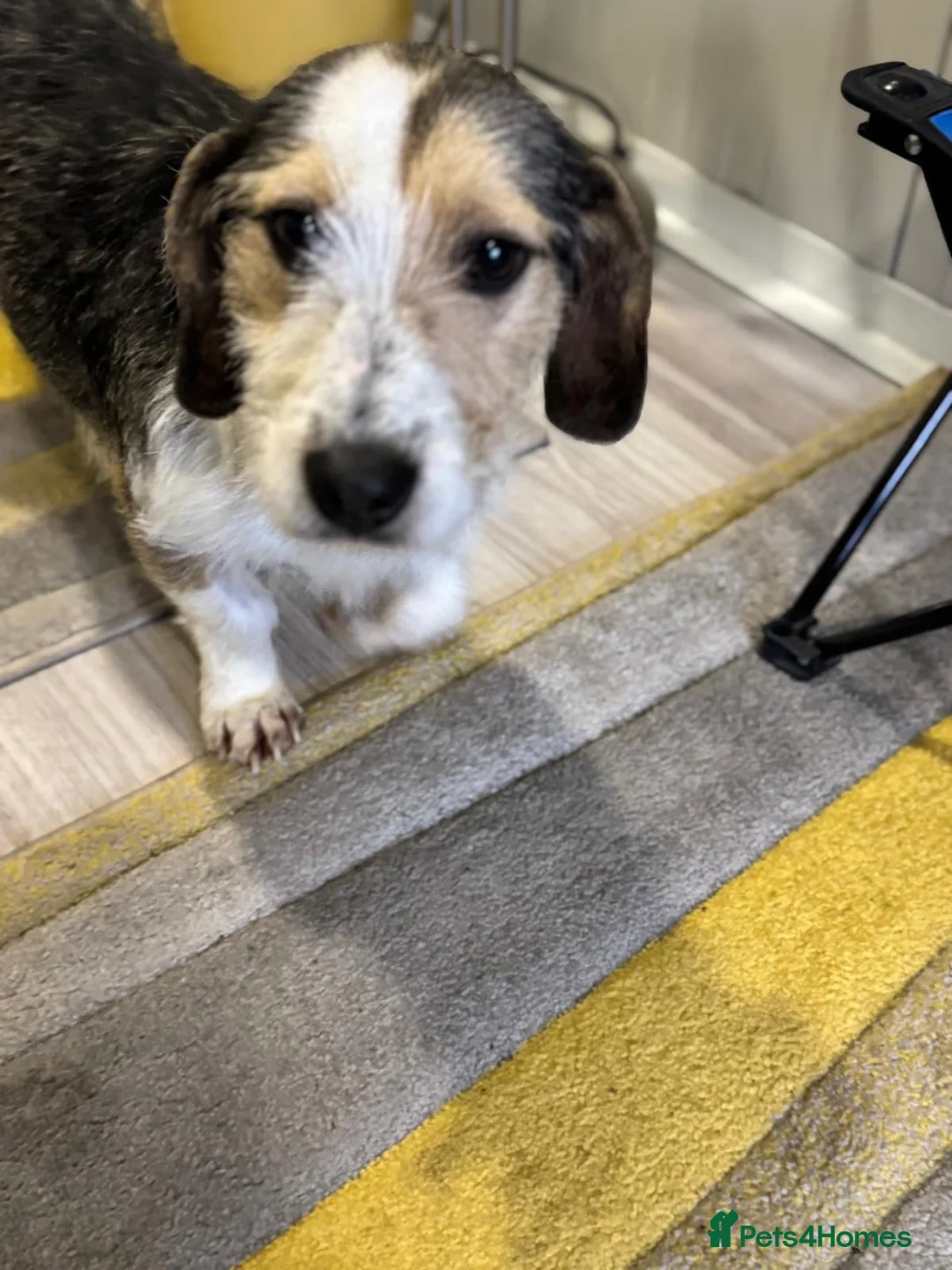 Mixed Breed dogs for adoption: Sweet Rami is looking for LOVE - Advert 4