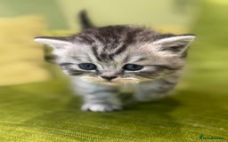Scottish Fold cats for sale: Scottish straights  - Image 10