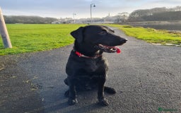 Labrador Retriever dogs for stud: Health tested Labrador retriever proven stud in Kirkliston - Image 9