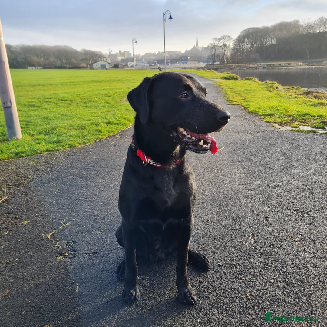 Labrador Retriever dogs for stud: Health tested Labrador retriever proven stud in Kirkliston - Image 9