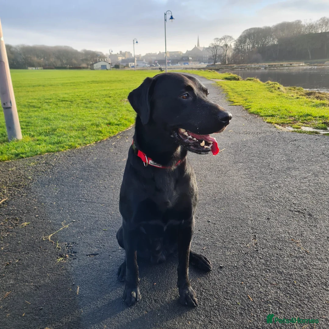 Labrador Retriever dogs for stud: Health tested Labrador retriever proven stud in Kirkliston - Advert 9