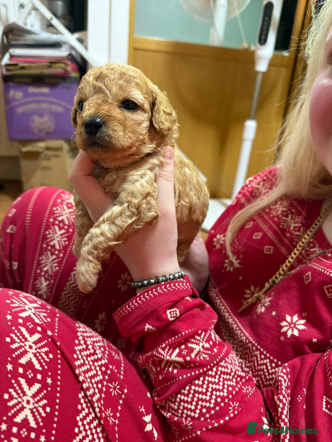 Cavapoo dogs for sale: Delightful Cavapoo puppies - Advert 2