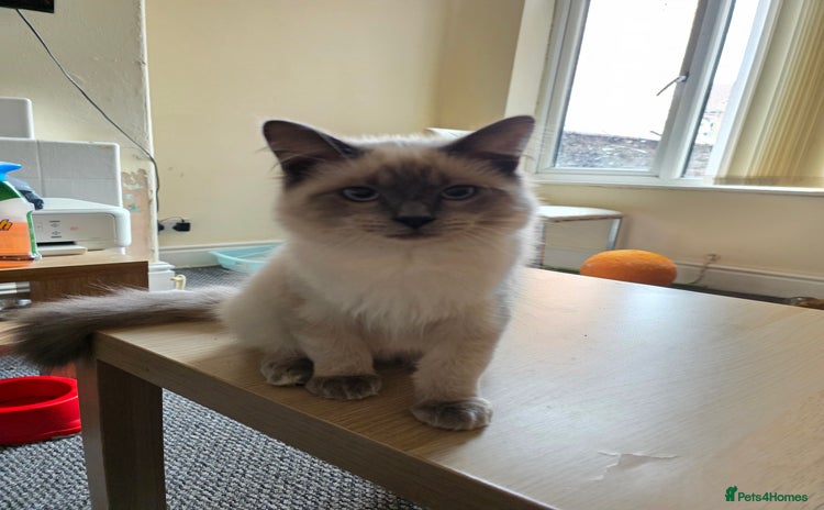 Ragdoll cats - Advert 7