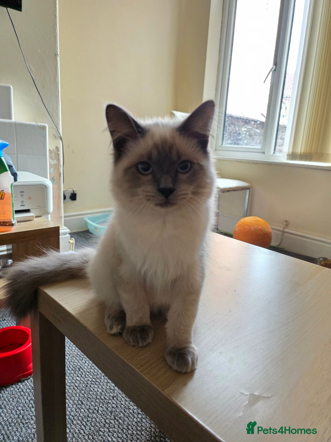 Ragdoll cats for sale: Two Beautiful Ragdoll Male ready for a new home - Image 3