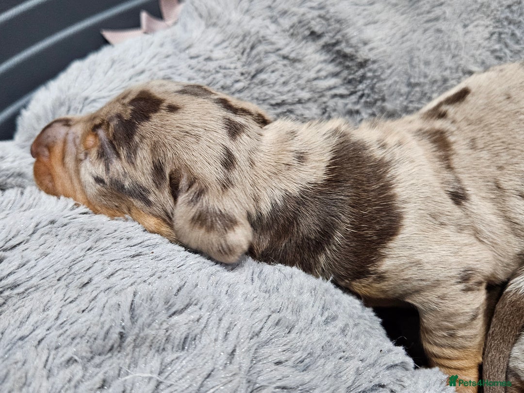 Dachshund dogs for sale: Dachshunds,Four girls and three boys - Advert 24