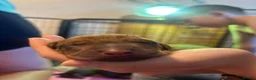 Rhodesian Ridgeback dogs for sale: Beautiful Rhodesian Ridgeback puppies-Family pet - Advert 3