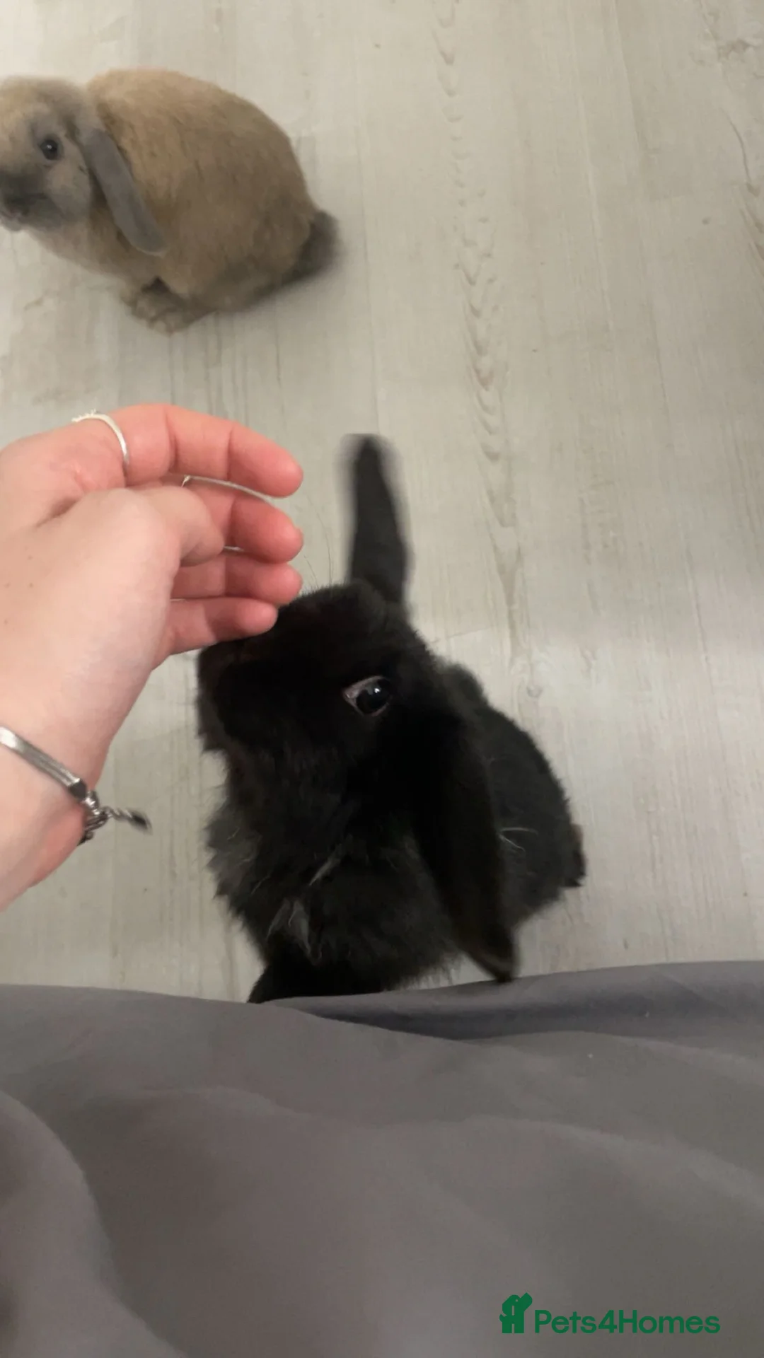 Mini Lop rabbits for sale: Mini Lop called Roo - Advert 2