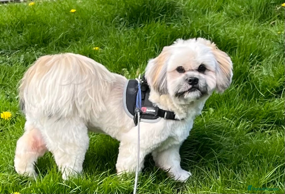 Lhasa Apso dogs for stud: Buddie - Advert 2