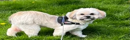 Lhasa Apso dogs for stud: Buddie - Advert 2