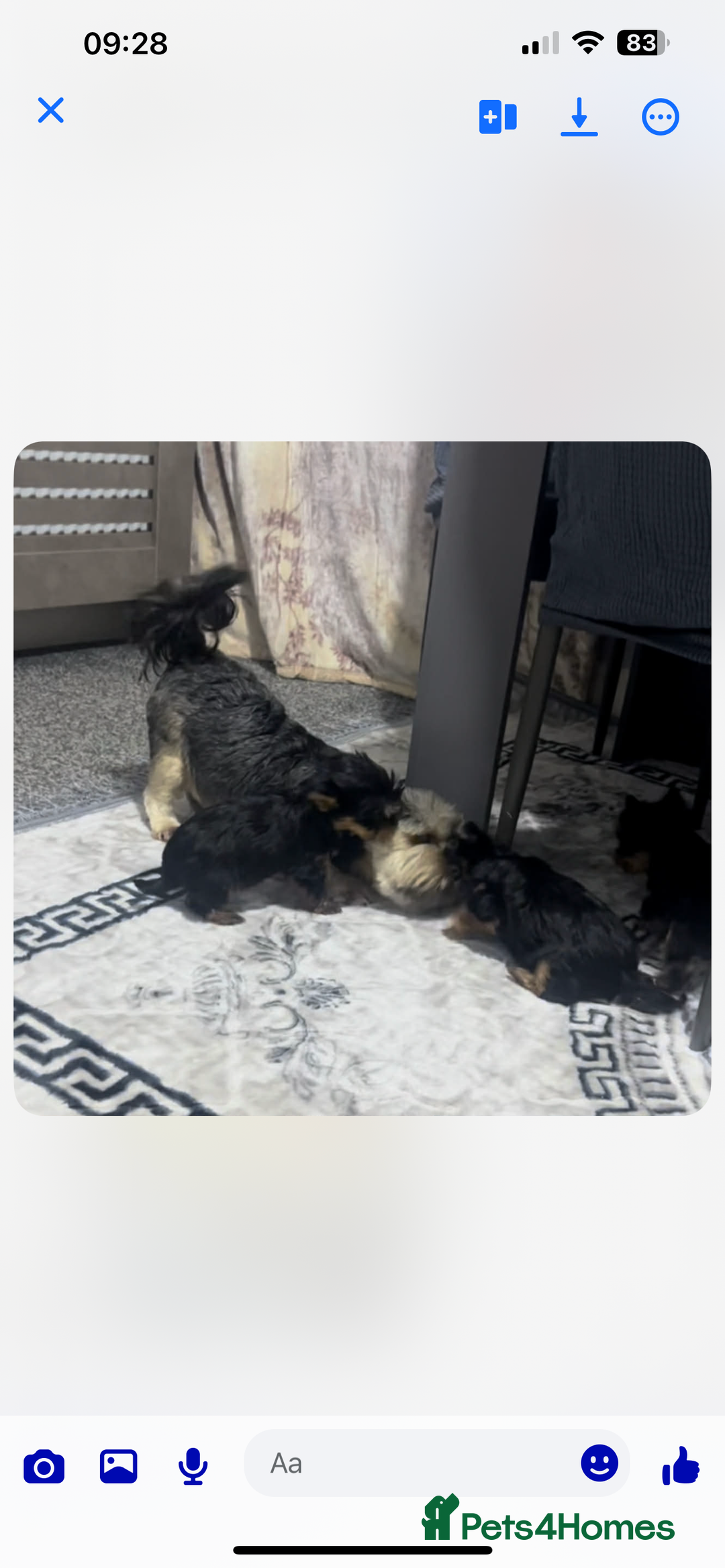 Yorkshire Terrier dogs for sale: Small yorkshire terrier puppy - Advert 4