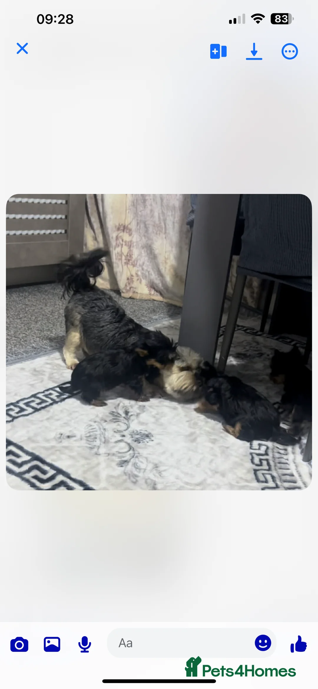 Yorkshire Terrier dogs for sale: Small yorkshire terrier puppy - Advert 4