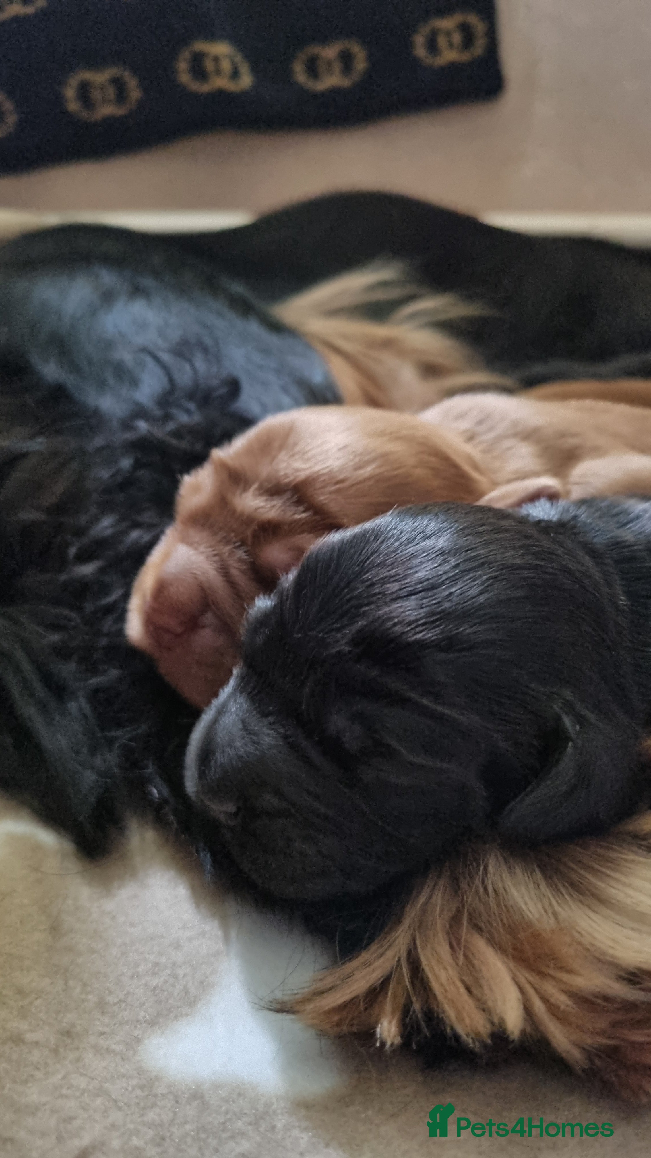 Cocker Spaniel dogs for sale: 🐾 Beautiful Show Type Cocker Spaniel Puppies - Advert 9