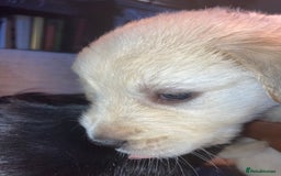 Mixed Breed dogs for sale: Golden retriever cross welsh collie  - Image 9