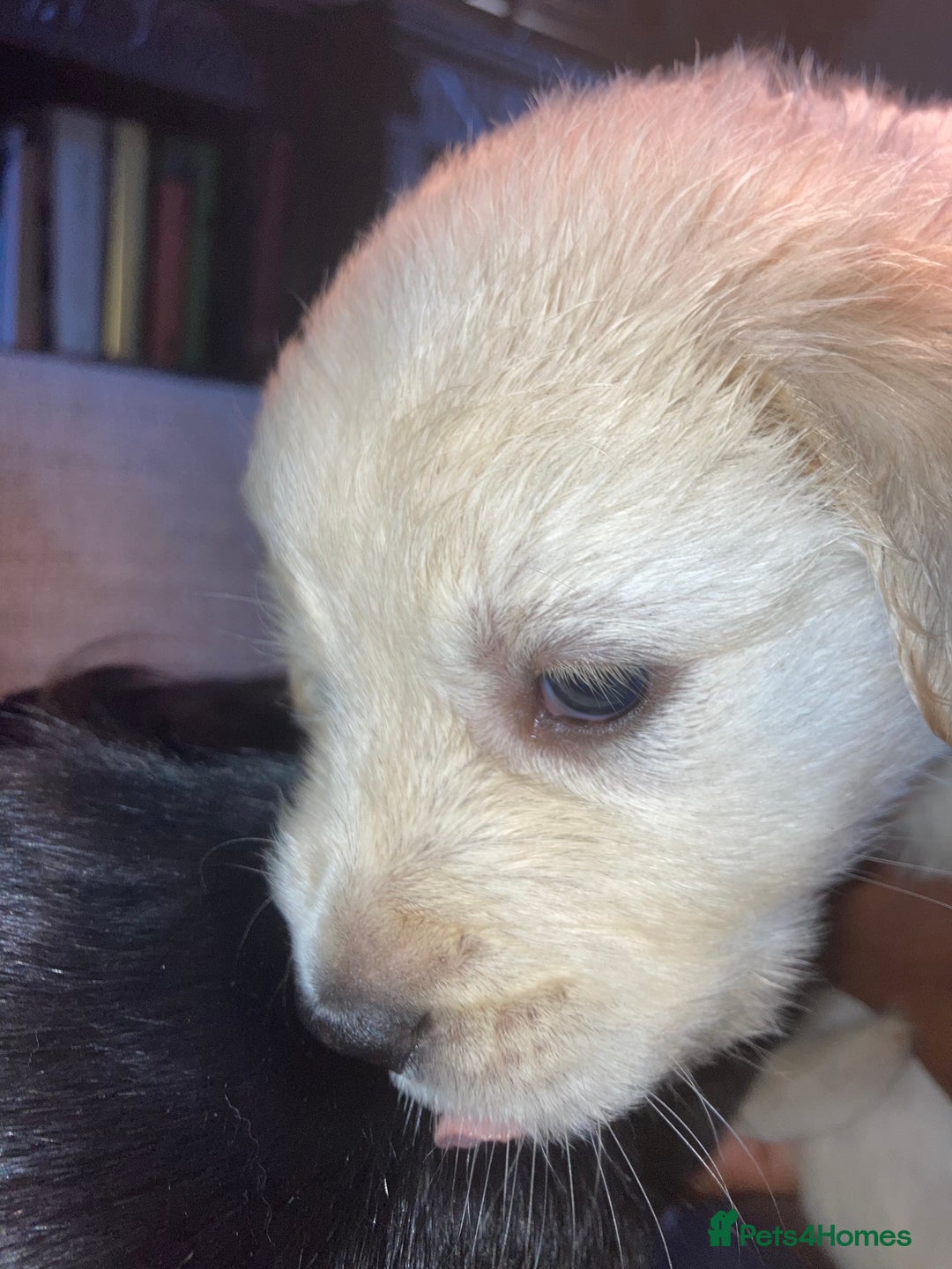 Mixed Breed dogs for sale: Golden retriever cross welsh collie  - Image 9