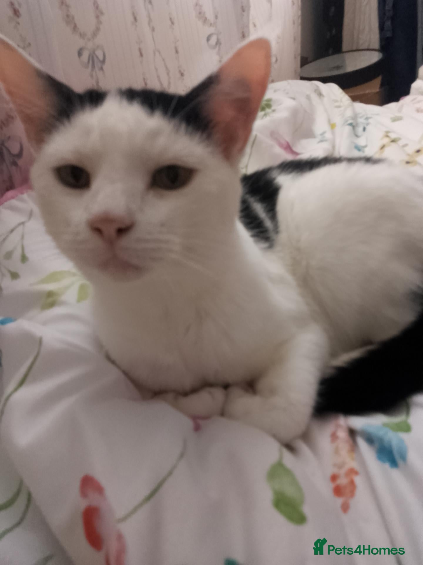 Domestic Shorthair cats Cuddly smooth cat - Advert 5