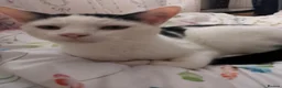 Domestic Shorthair cats for sale: Cuddly smooth cat - Advert 1