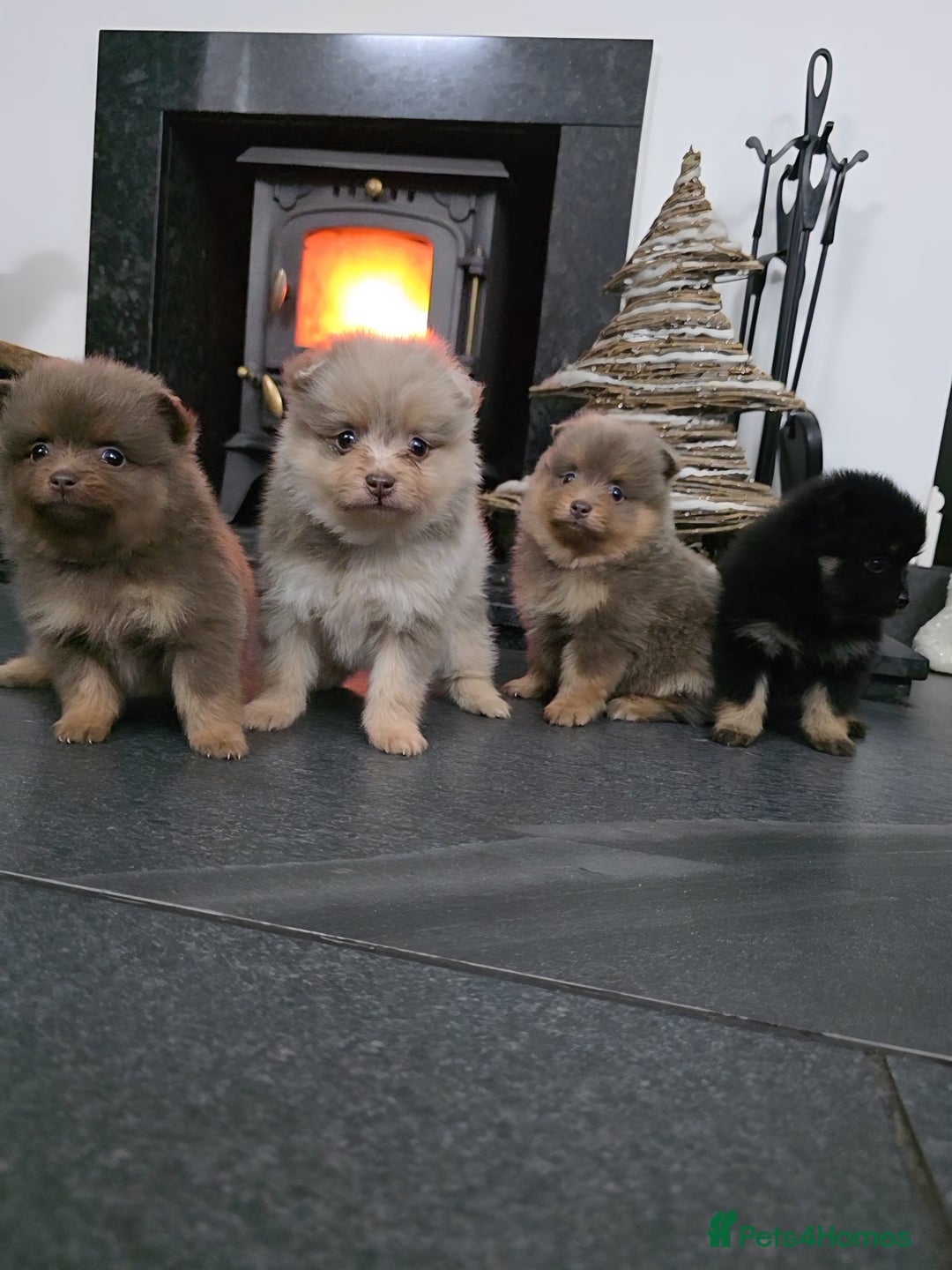 Pomeranian dogs for sale: Beautiful pomeranian puppies  - Advert 2