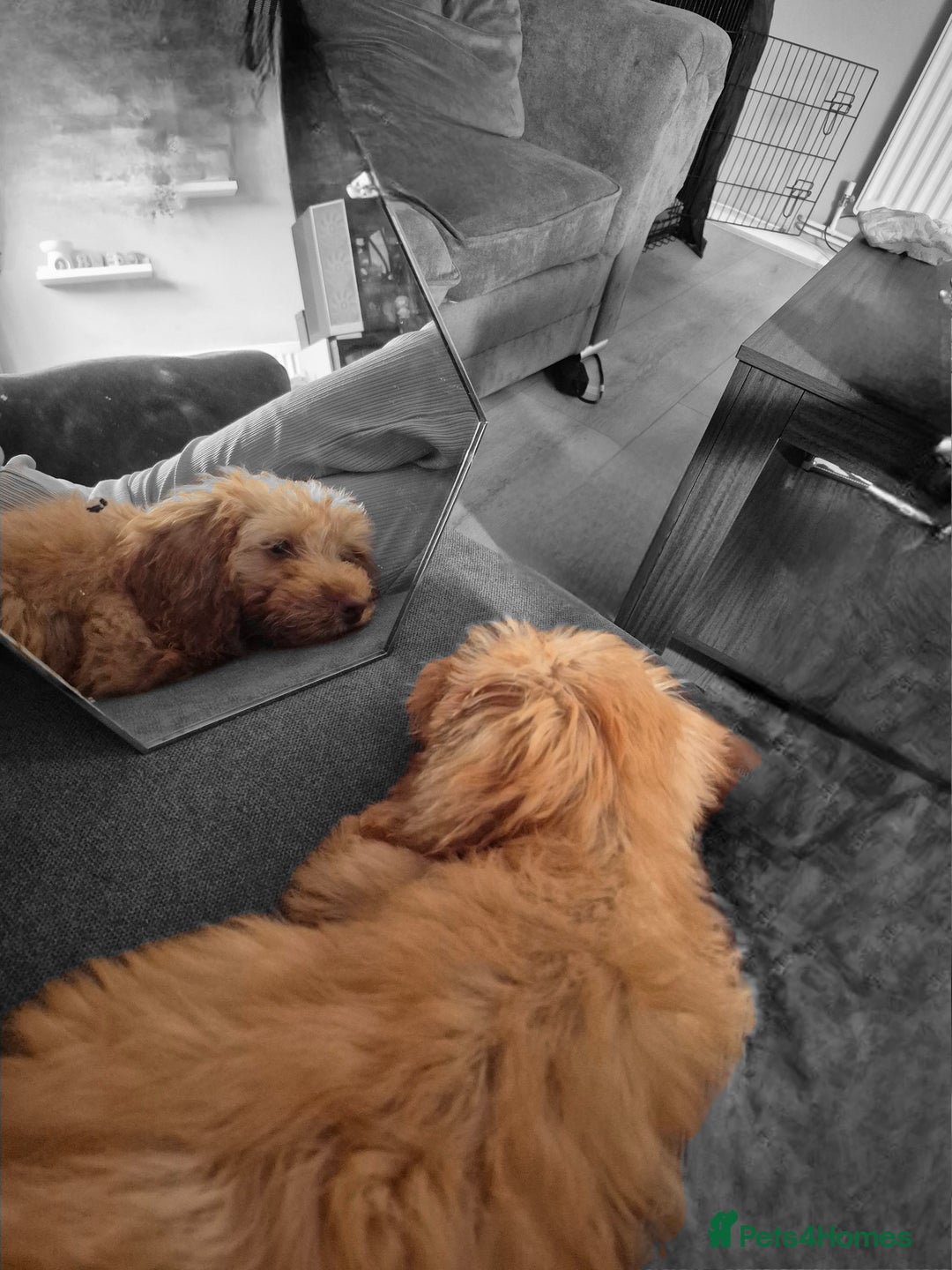 Cockapoo dogs for sale: 6 month boy cockerpoo - Image 3