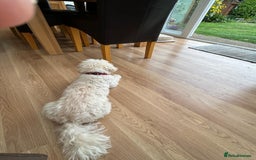 Lhasa Apso dogs for sale: Toby needs a new loving home! **£00.00** - Image 3