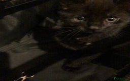 Mixed Breed cats for sale: 2 kittens for new home  - Image 8