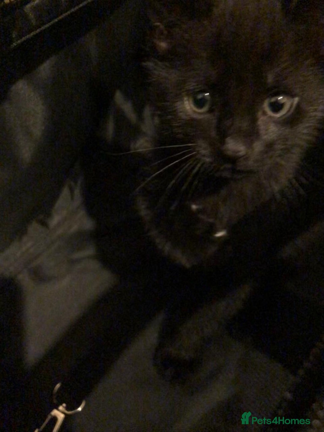 Mixed Breed cats for sale: 2 kittens for new home  - Image 8