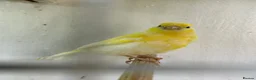 Canaries birds for sale: 3 young canaries for sale - Advert 6