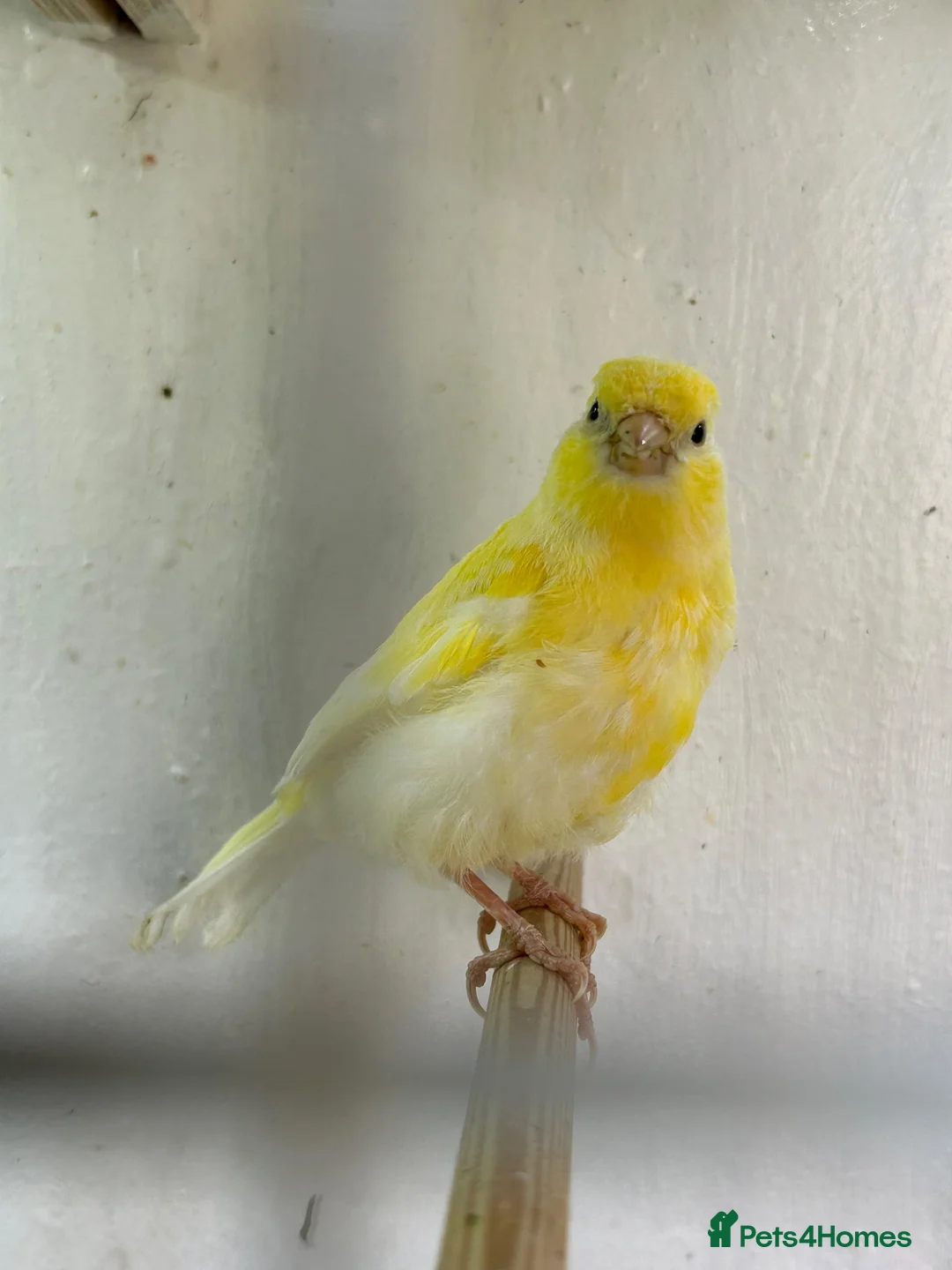 Canaries birds for sale: 4 young canaries for sale - Advert 7