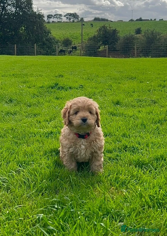 Cockapoo dogs Delightful cockapoo pups - Advert 2