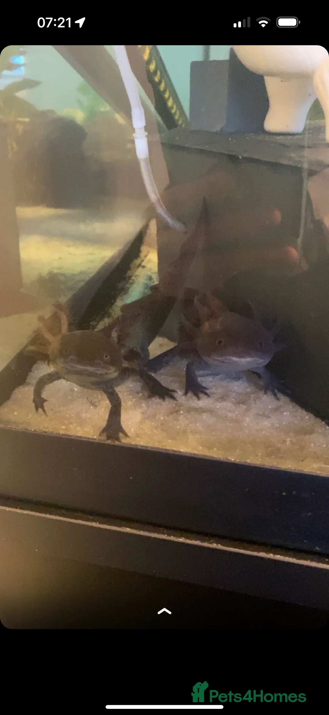 Axolotl reptiles for sale: 4 axolotl’s  - Advert 2