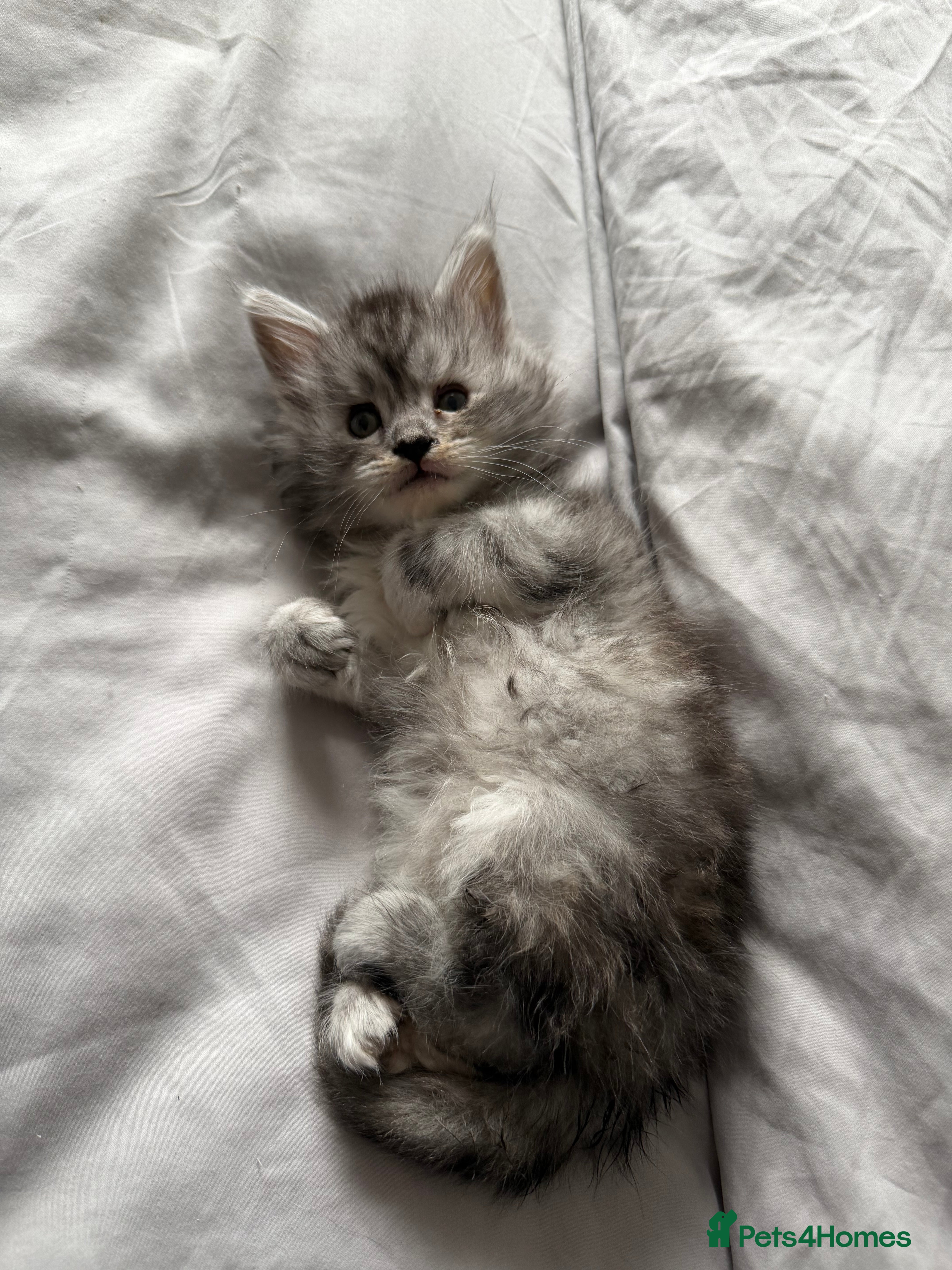 Maine Coon cats Gorgeous grey Mainecoon kitten  - Advert 17