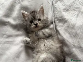 Maine Coon cats Gorgeous grey Mainecoon kitten - Advert 17