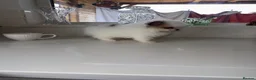 Pomeranian dogs for sale: Tiny Russian Teddy Pomeranians  - Advert 19