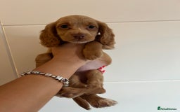 Cocker Spaniel dogs for sale: 2 female purebred cocker spaniels - Image 12