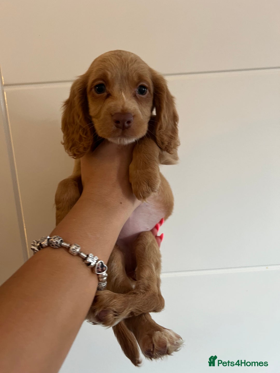Cocker Spaniel dogs for sale: 2 female purebred cocker spaniels - Image 12